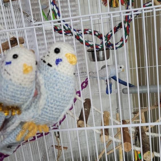 The crochet Budgie