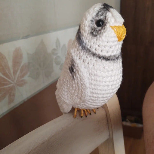 Front view of gray budgie