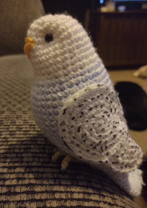 Baby Blue Budgie with white head and yellow beak